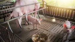 diplomado online anestesia cirugia porcina