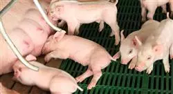estudiar inseminacion artificial porcina Tech Universidad
