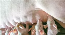 formacion inseminacion artificial porcina Tech Universidad