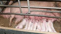 possgrado inseminacion artificial porcina