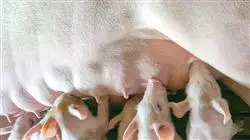 ##IMAGE##