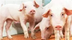 ##IMAGE##