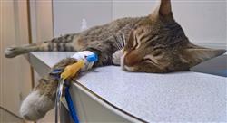 curso enfermedades infecciosas pequenos animales Tech Universidad