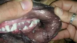 ##IMAGE##