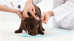 curso experto enfermedades infecciosas caninass 