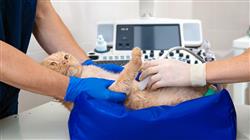 cursoo online experto enfermedades infecciosas felinas