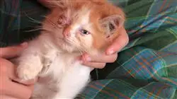 ##IMAGE##