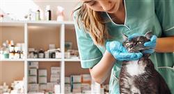 diplomado experto enfermedades infecciosas felinas Tech Universidad