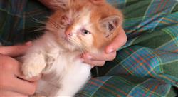 estudiar experto enfermedades infecciosas felinas Tech Universidad