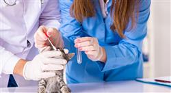formacion experto enfermedades infecciosas felinas Tech Universidad