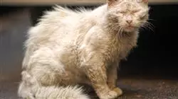 ##IMAGE##