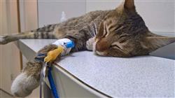curso online enfermedades viricas caninas felinas Tech Universidad