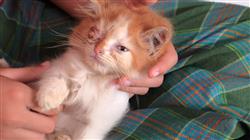 diplomado enfermedades viricas caninas felinas Tech Universidad