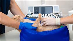 estudiar enfermedades viricas caninas felinas Tech Universidad