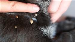 posgrado enfermedades viricas caninas felinas Tech Universidad