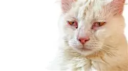 ##IMAGE##