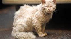 curso online diagnostico laboratorial citologico enfermedades Tech Universidad