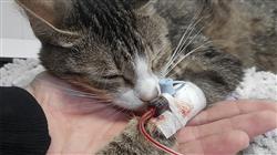 estudiar eenfermedades parasitarias vectoriales felinas