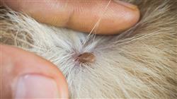 estudiar enfermedades parasitarias vectoriales felinas Tech Universidad