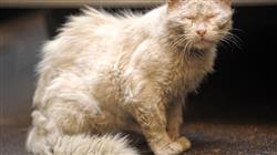 posgrado enfermedades parasitarias vectoriales felinas Tech Universidad