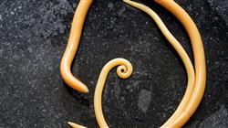 curso online zoonosis pequenos animales Tech Universidad