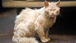 curso zoonosis pequenos animaless