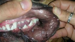 estudiar zoonosis pequenos animales Tech Universidad