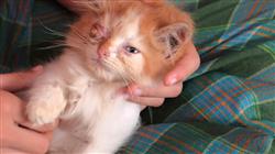 formacion zoonosis pequenos animales Tech Universidad