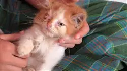 ##IMAGE##