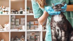 estudiar enfermedades bacterianas micoticas felinas Tech Universidad