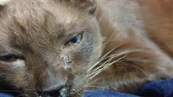 formacion enfermedades bacterianas micoticas felinas Tech Universidad