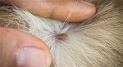 curso enfermedades tropicales caninas felinas Tech Universidad