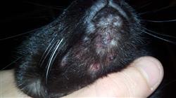 estudiar enfermedades tropicales caninas felinas Tech Universidad