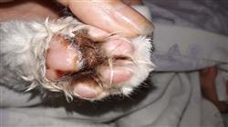 posgrado enfermedades tropicales caninas felinas Tech Universidad