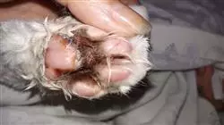 ##IMAGE##