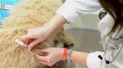 ##IMAGE##