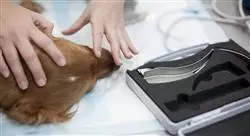 curso online farmacologia veterinaria aparato digestivo rumiantes TECH Global University