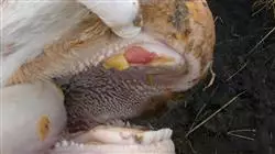 ##IMAGE##