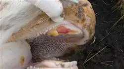##IMAGE##