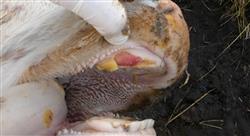 curso farmacologia reproduccion sistema endocrino animales reproduccion Tech Universidad