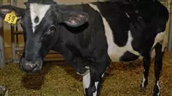 ##IMAGE##