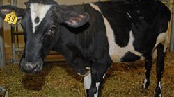 formacion farmacologia reproduccion sistema endocrino animales reproduccion Tech Universidad