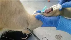 ##IMAGE##