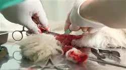 ##IMAGE##