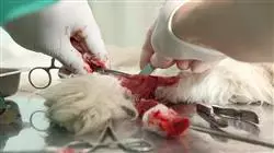##IMAGE##