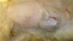 ##IMAGE##