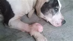 ##IMAGE##