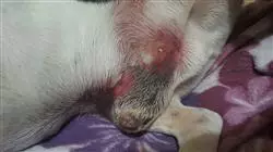 ##IMAGE##