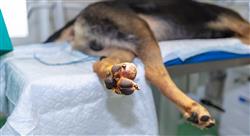 curso online oncologia clinica pequenos animales diagnostico
