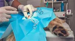 diplomado oncologia clinica pequenos animales diagnostico